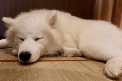 久しぶりの更新